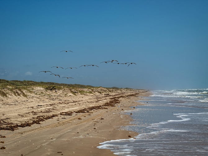 Pelicans flying along the Texas Gulf coast beach