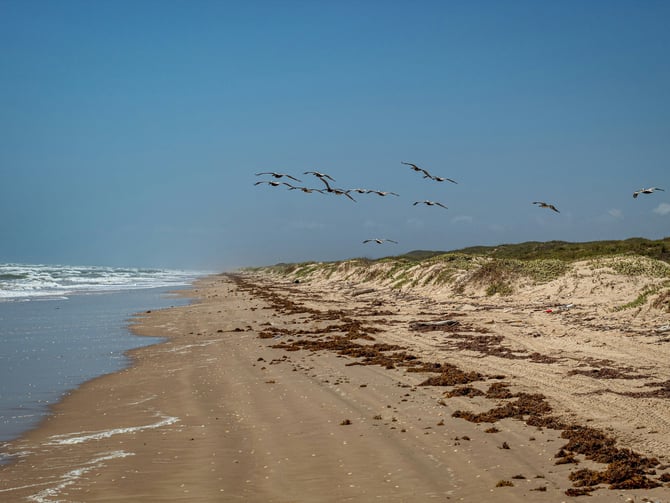 Pelicans soaring over a Port Aransas beach